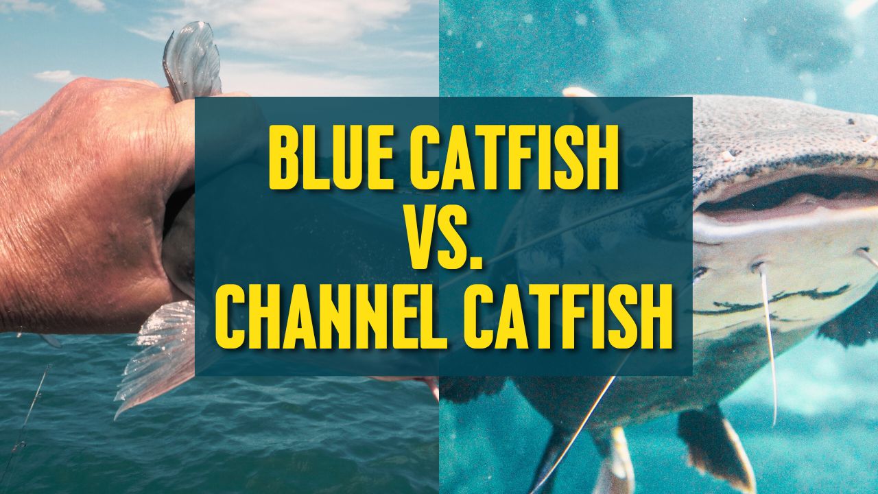 Blue catfish vs Channel catfish