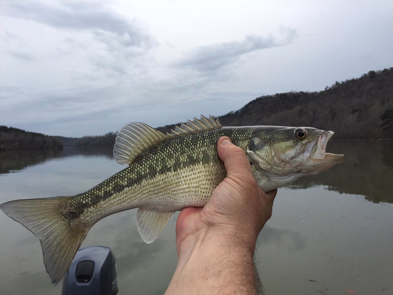 bass fishing in weeds
